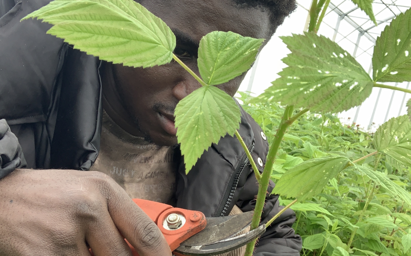 Un étudiant en stage de production végétale de 3ème année travaillant sur la multiplication des rosiers