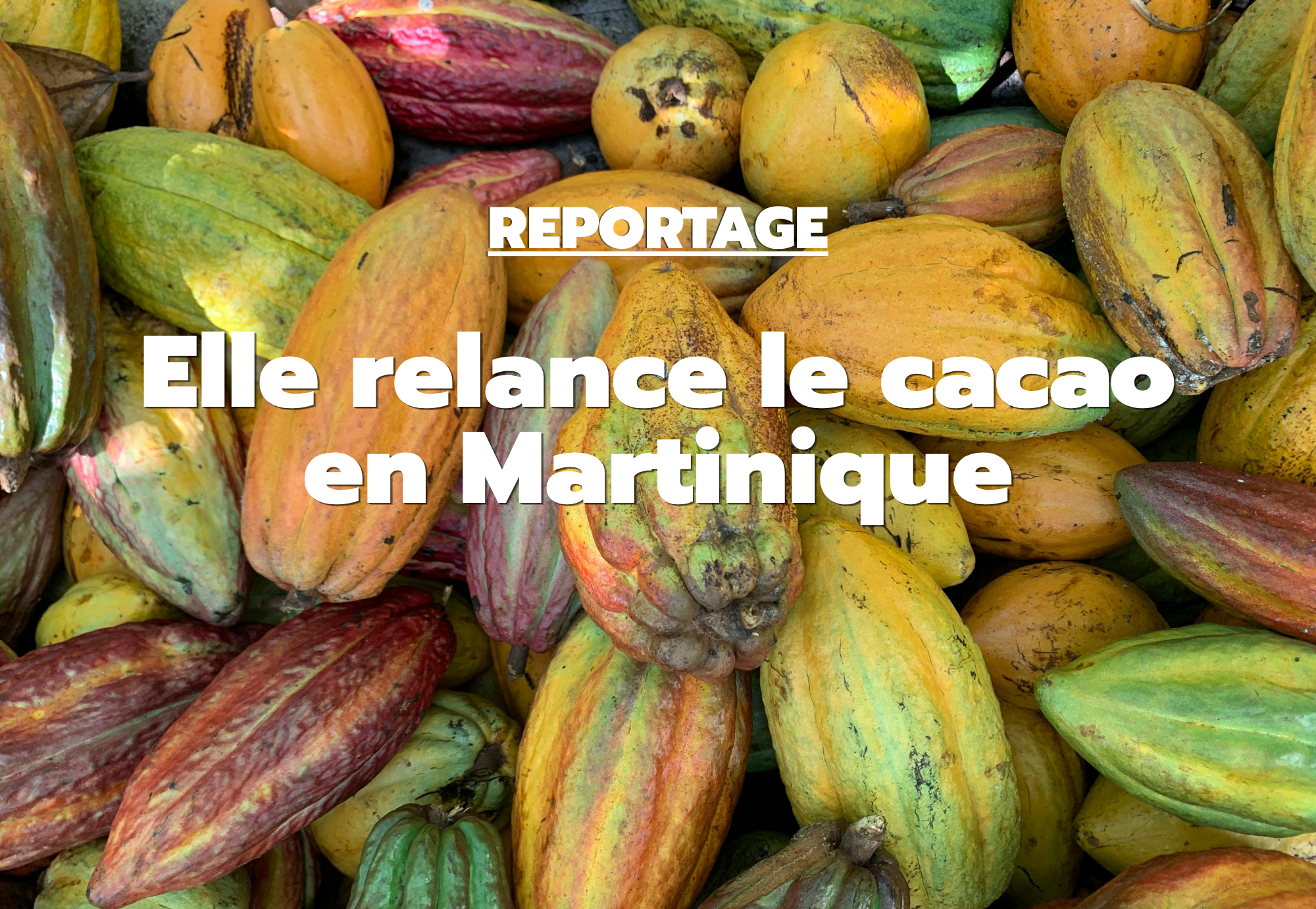 Affiche cacao martinique