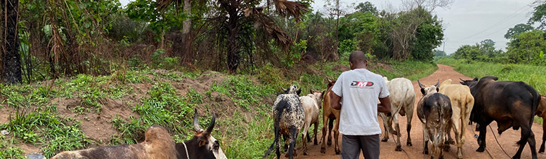 Homme gérer son troupeau de vaches en Afrique.