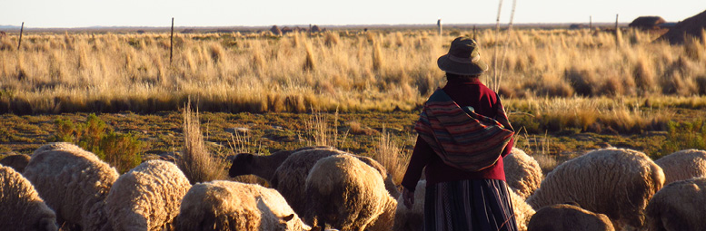 Femme dans un pré entouré d'ovins en Bolivie.