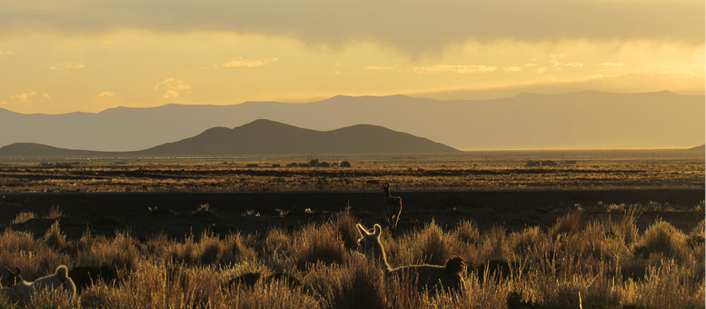 Paysage bolivien sur une plaine avec une montage à l'horizon.
