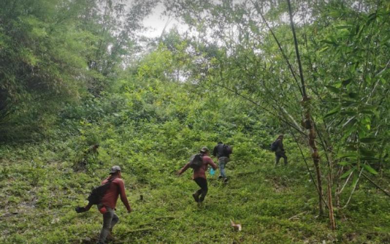 Forêt mexicaine